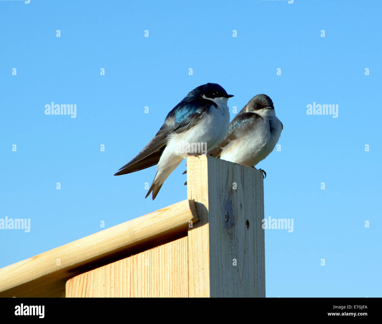 Tree Swallow pair, Tachycineta bicolor, perched on birdhouse Stock Photo