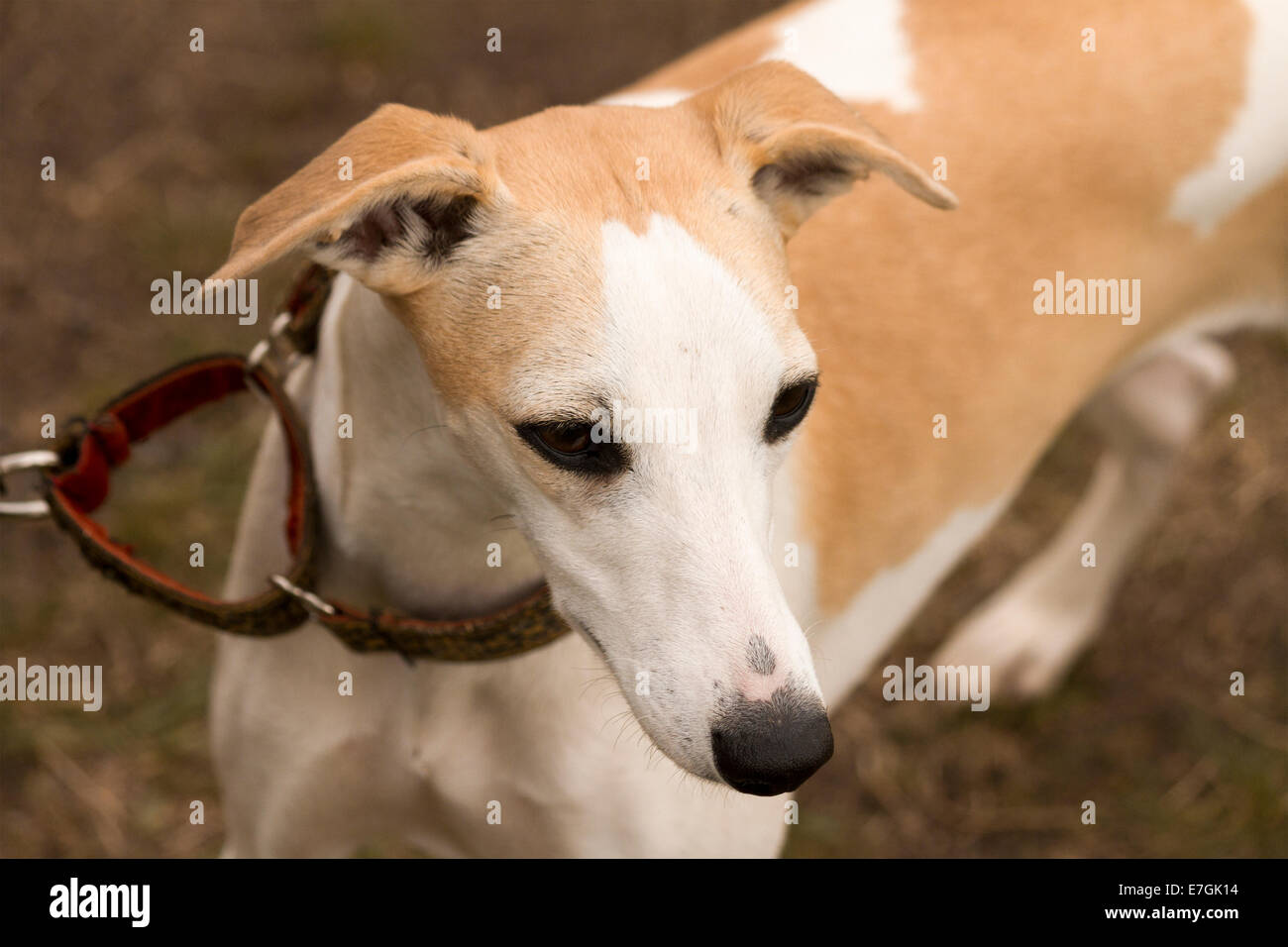 Whippet wearing martingale collar staring down Stock Photo Alamy