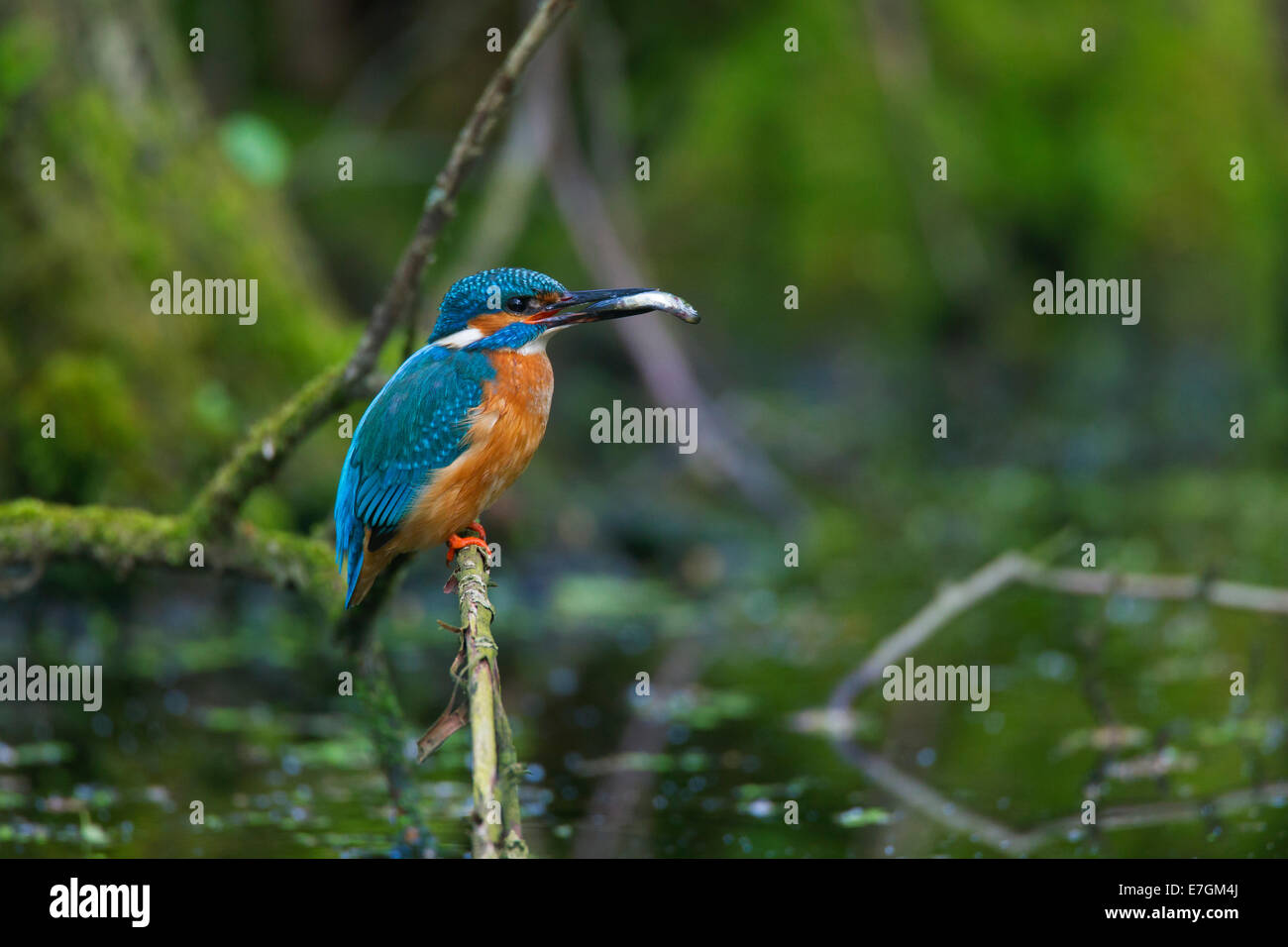 Common kingfisher / Eurasian kingfisher (Alcedo atthis) perched on branch with caught fish in beak Stock Photo