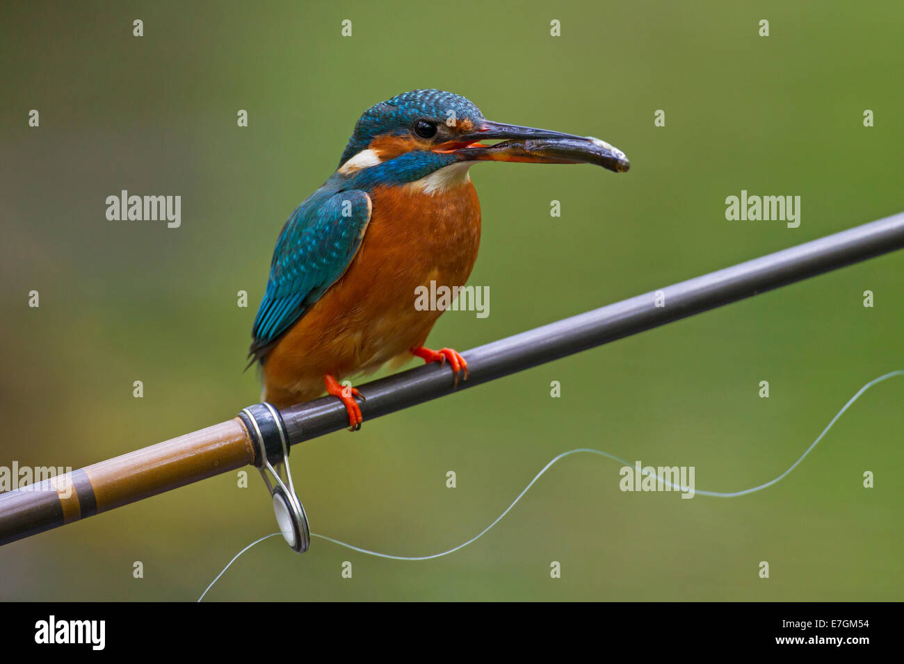 Common kingfisher / Eurasian kingfisher (Alcedo atthis) with caught fish in beak, perched on fishing rod from angler Stock Photo