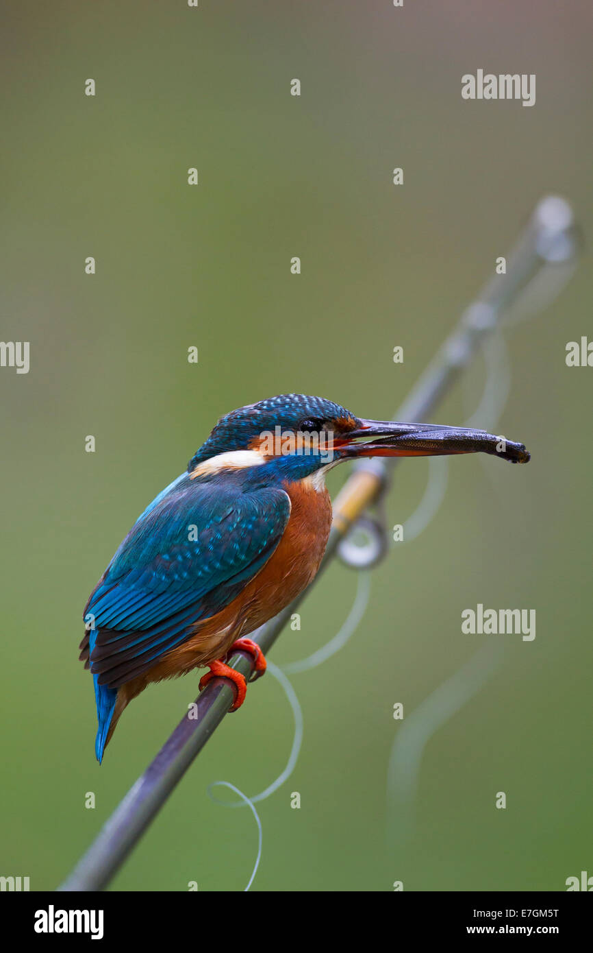 Common kingfisher / Eurasian kingfisher (Alcedo atthis) with caught fish in beak, perched on fishing rod from angler Stock Photo
