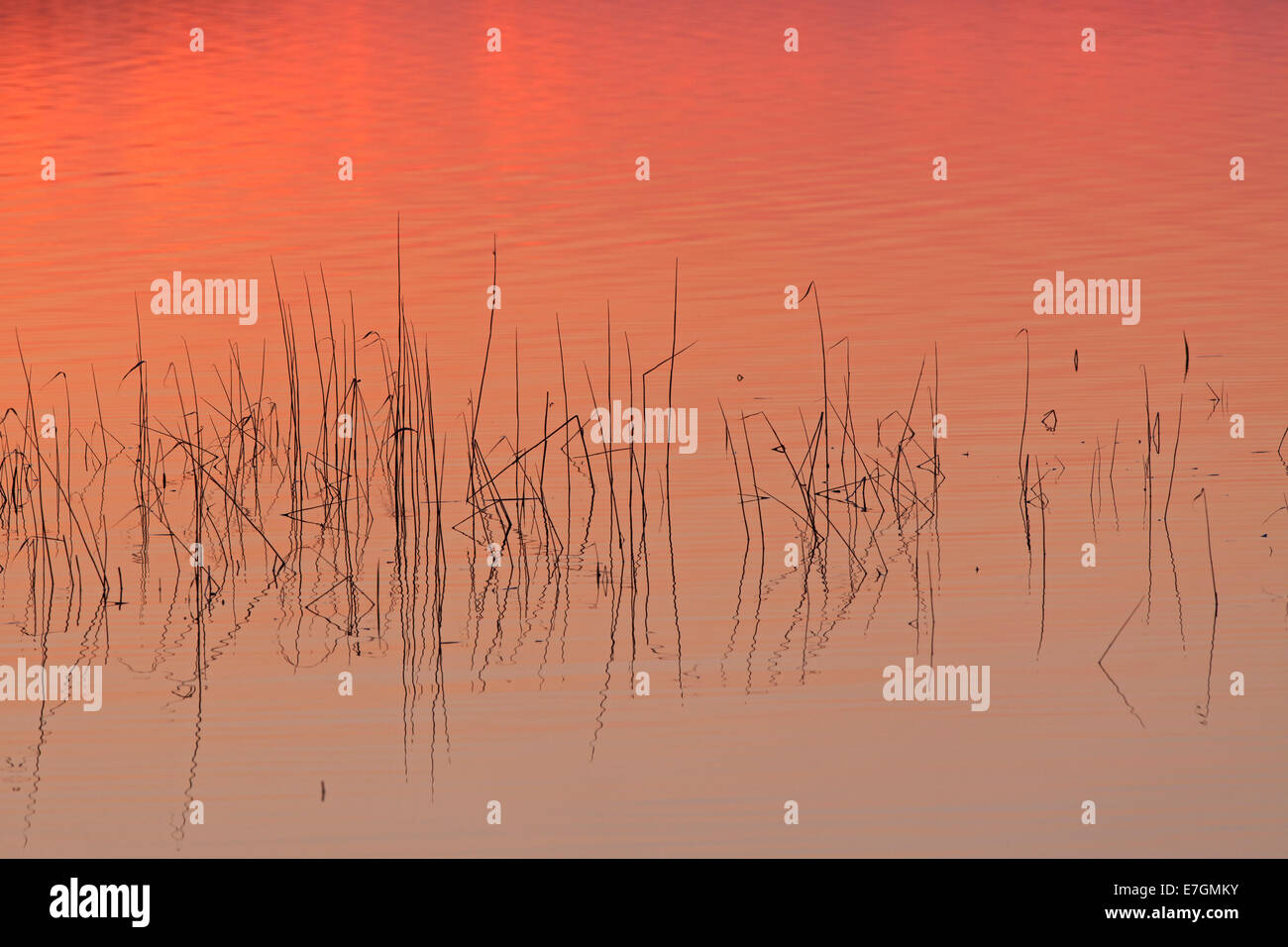 Silhouetted grass stalks mirrored in water of lake at sunset Stock Photo