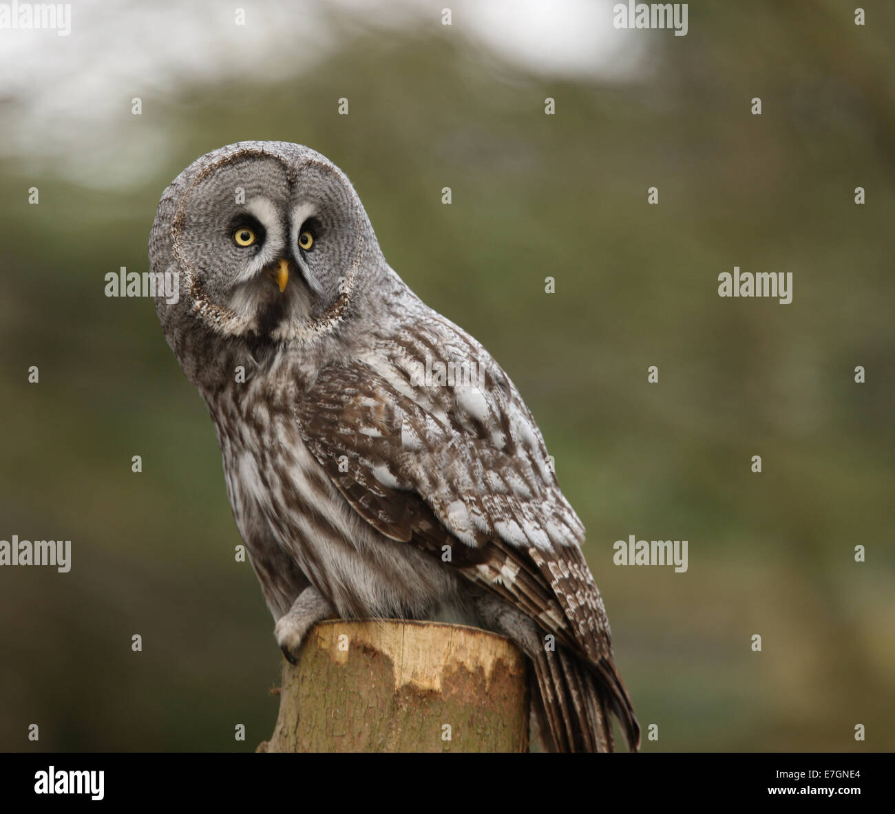 Portrait of a Great Grey Owl Stock Photo