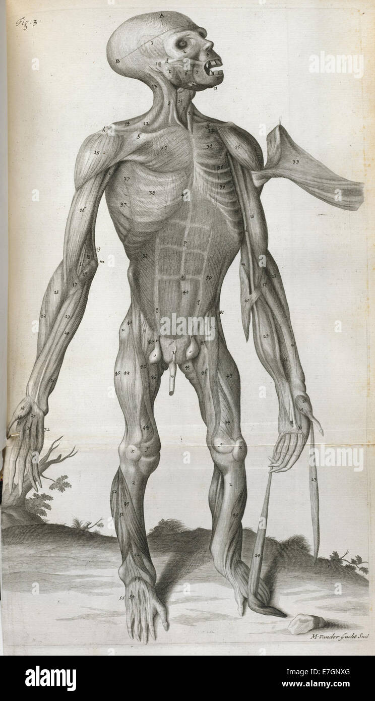 Anatomical drawing - Orang-Outang, sive Homo Sylvestris (1699), figure 3 - BL Stock Photo