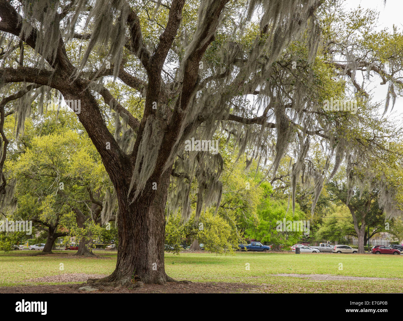 Spanish moss in tree in New Orleans, Louisiana park. Classic Southern ...