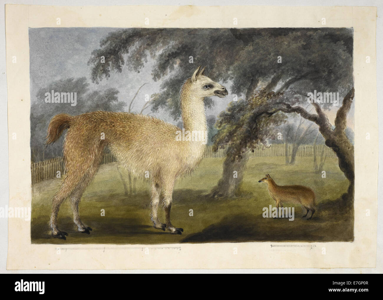 A llama and its young in a park, presumably Barrackpore - Hastings albums (1818-1820) - BL Add.Or.4953 Stock Photo