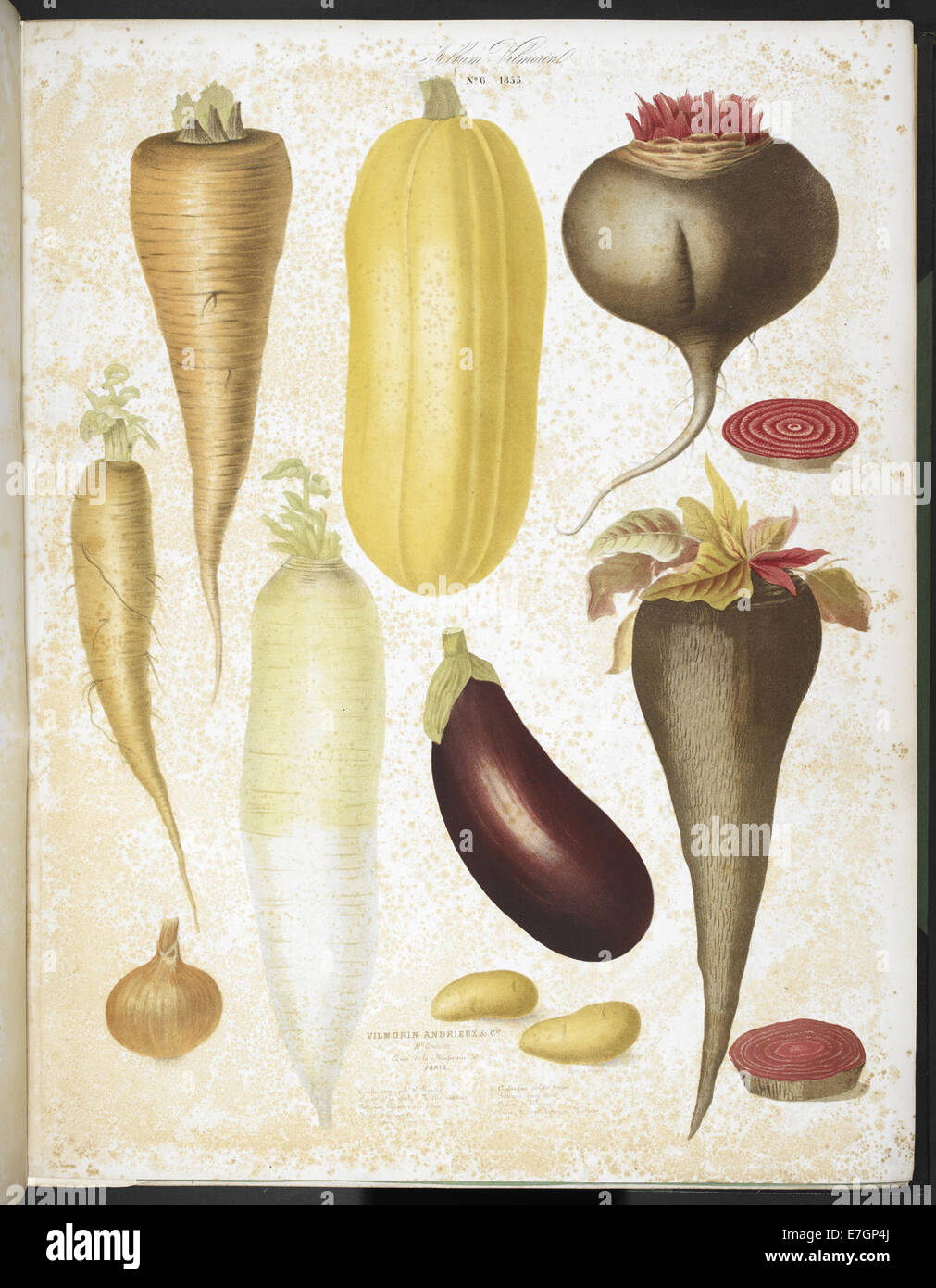 A selection of vegetables, including aubergine, onion, carrot, and potato - Album Vilmorin (1850), plate 6 - BL Stock Photo