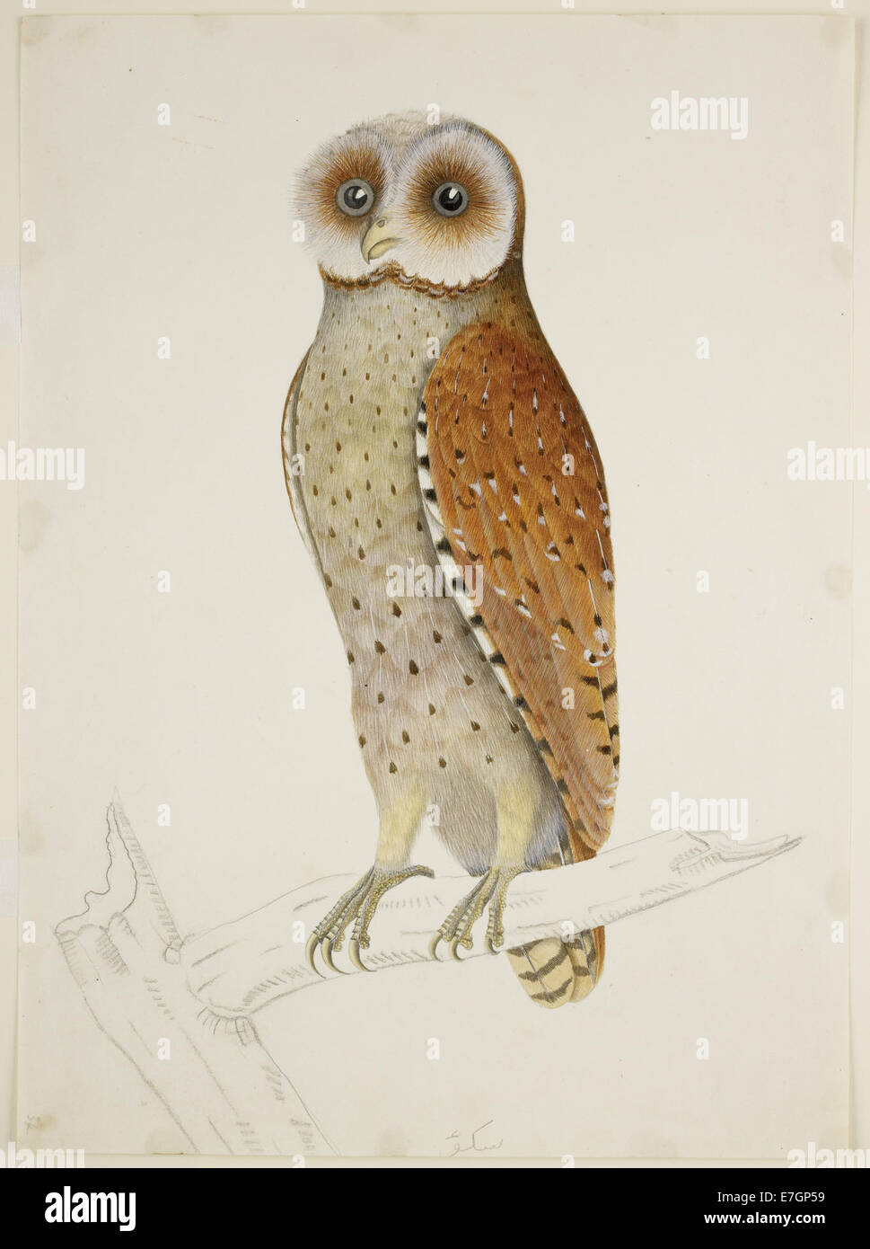 Bay Owl - 51 drawings of birds and mammals at Bencoolen, Sumatra (c.1824) - BL NHD 47-34 Stock Photo