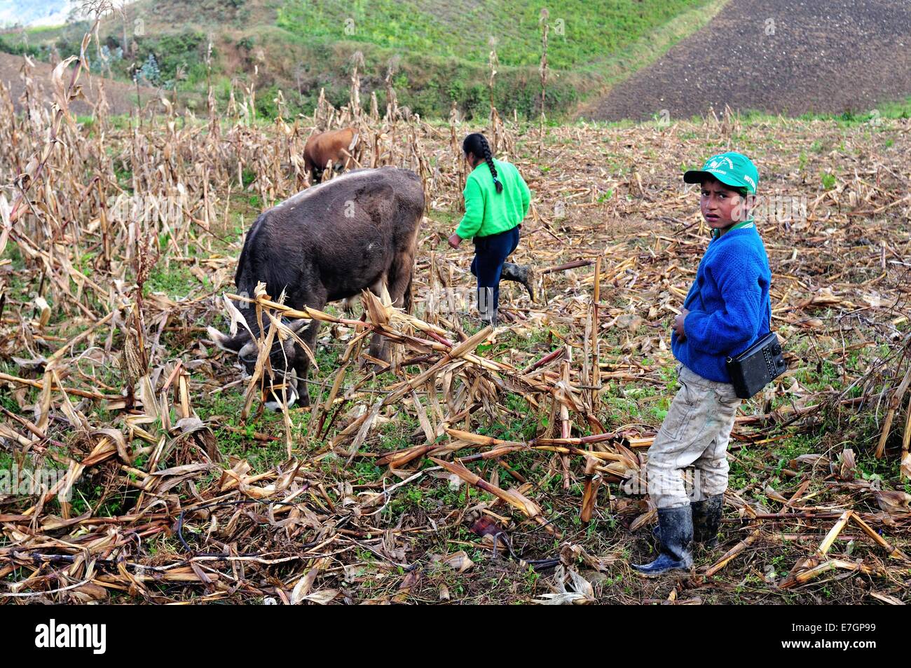 Corn plantation in Cruzpata - CHACHAPOYAS . Department of Amazonas .PERU Stock Photo