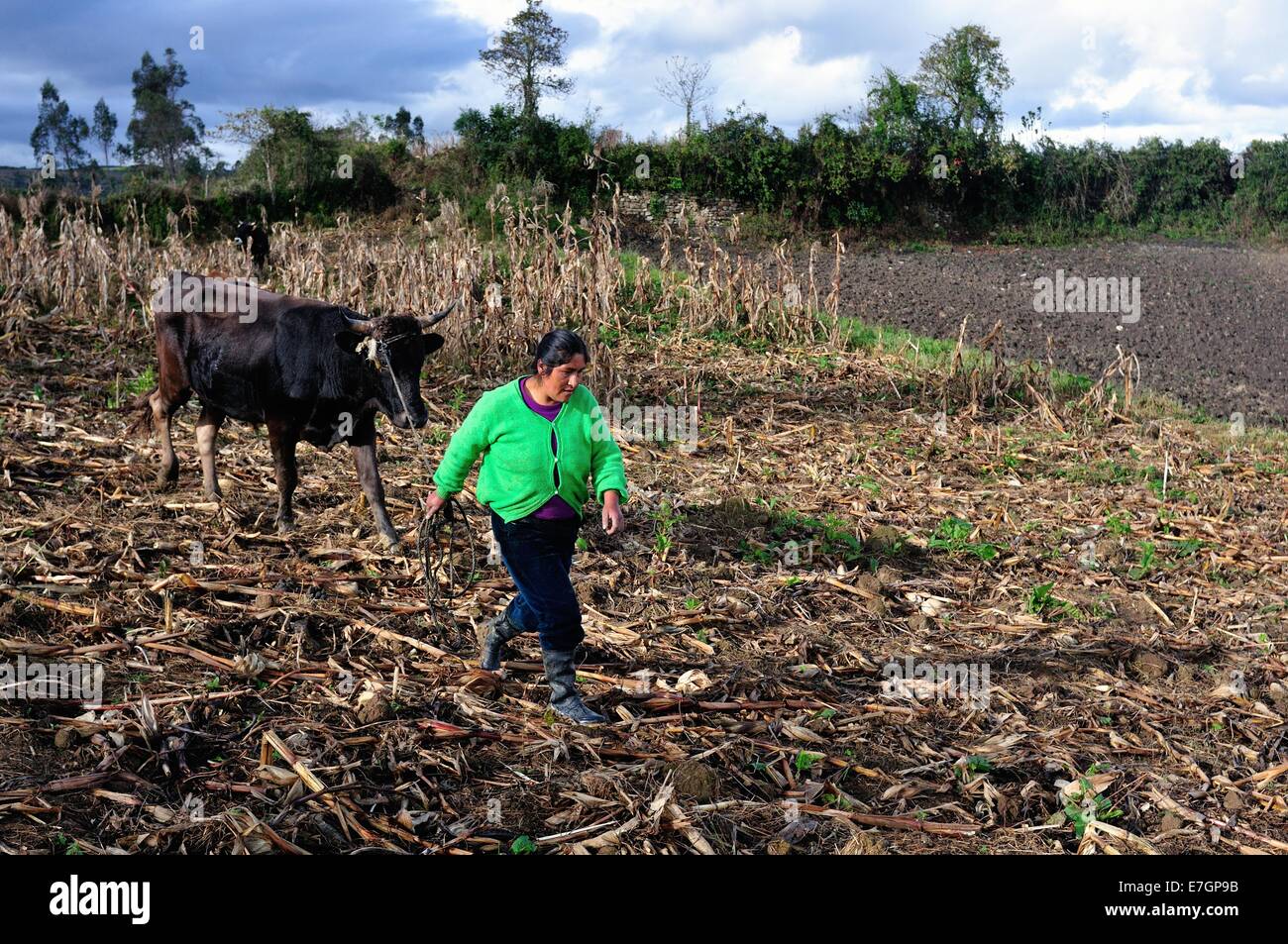 Corn plantation in Cruzpata - CHACHAPOYAS . Department of Amazonas .PERU Stock Photo
