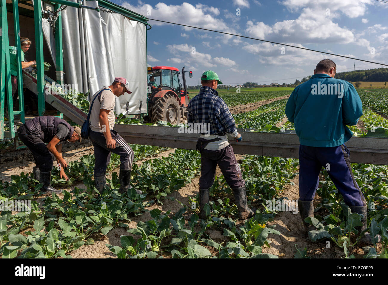 Romanian pickers to harvest the kohlrabi field Czech Republic farm kohlrabi harvest Stock Photo