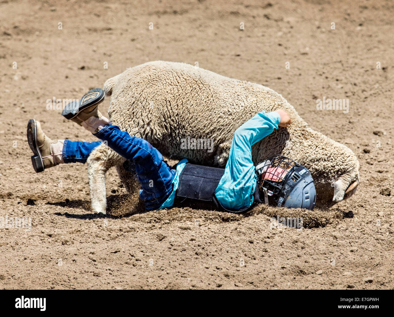 Young child riding a sheep in the mutton busting competition event, Chaffee County Fair & Rodeo Stock Photo