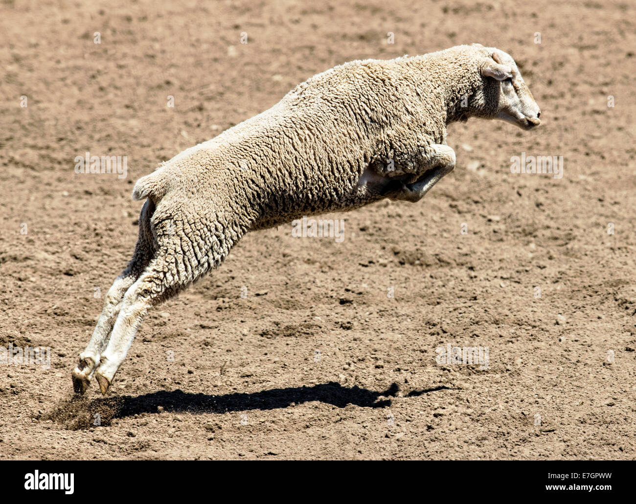 Sheep running & jumping in the mutton busting competition event, Chaffee County Fair & Rodeo Stock Photo