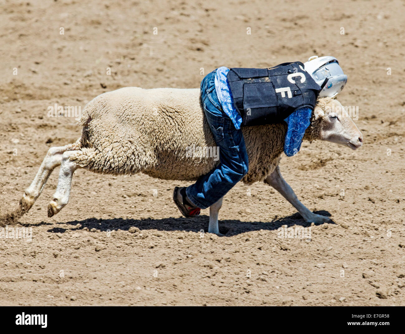 Young child riding a sheep in the mutton busting competition event, Chaffee County Fair & Rodeo Stock Photo