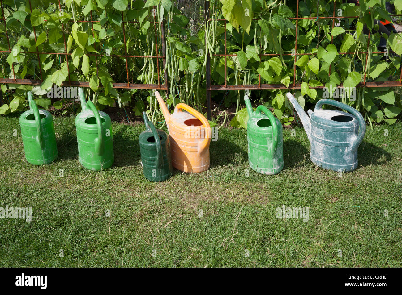 Row of watering cans next to french beans at Tatton Park 2014 Cheshire RHS flower show - drought Stock Photo