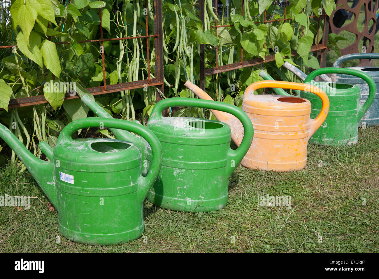 Row of watering cans next to french beans at Tatton Park 2014 Cheshire RHS flower show - drought Stock Photo