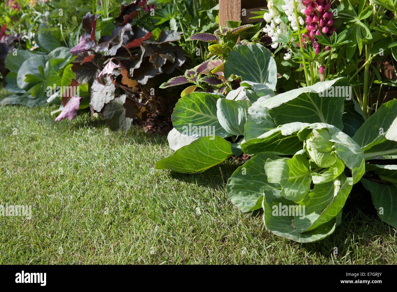 44+ Kichen Pacht Garten, Ein pachtvertrag für ein gartengrundstück