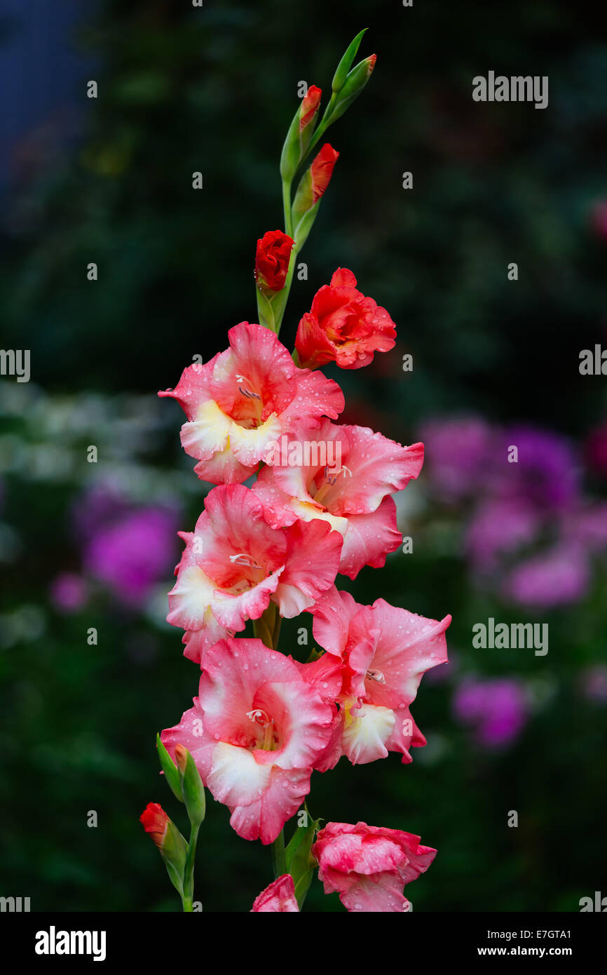Gladiolus stem hires stock photography and images Alamy