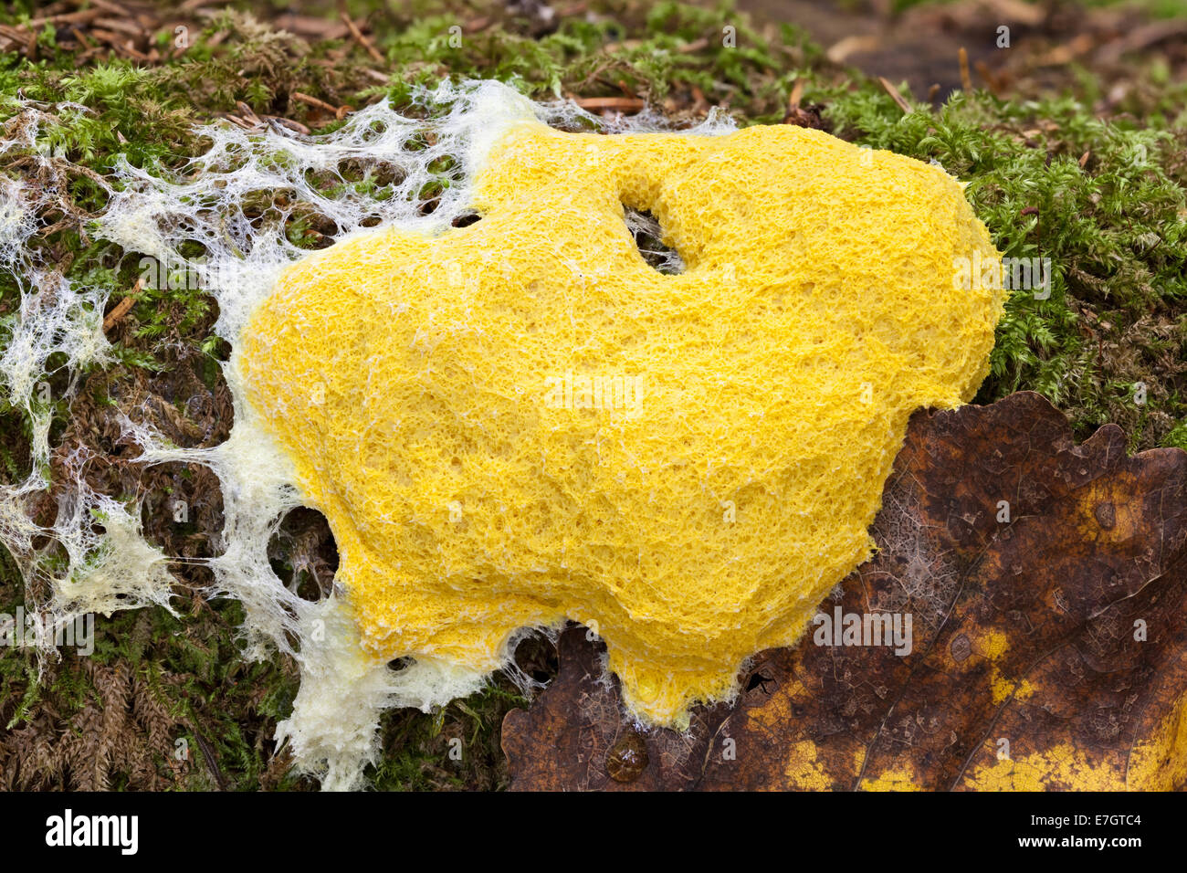 Dog vomit slime mold Stock Photo