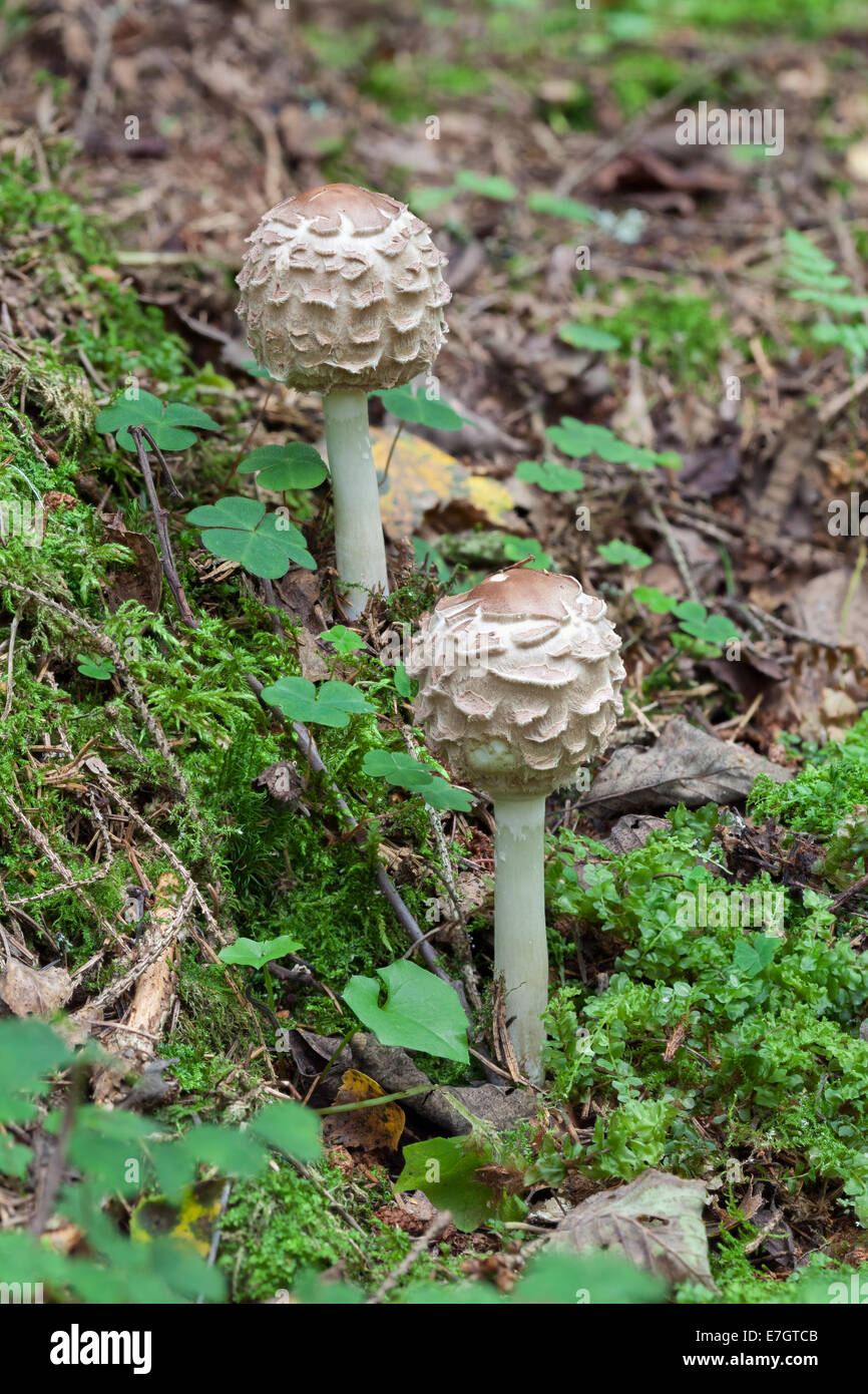 Parasol Mushrooms Stock Photo