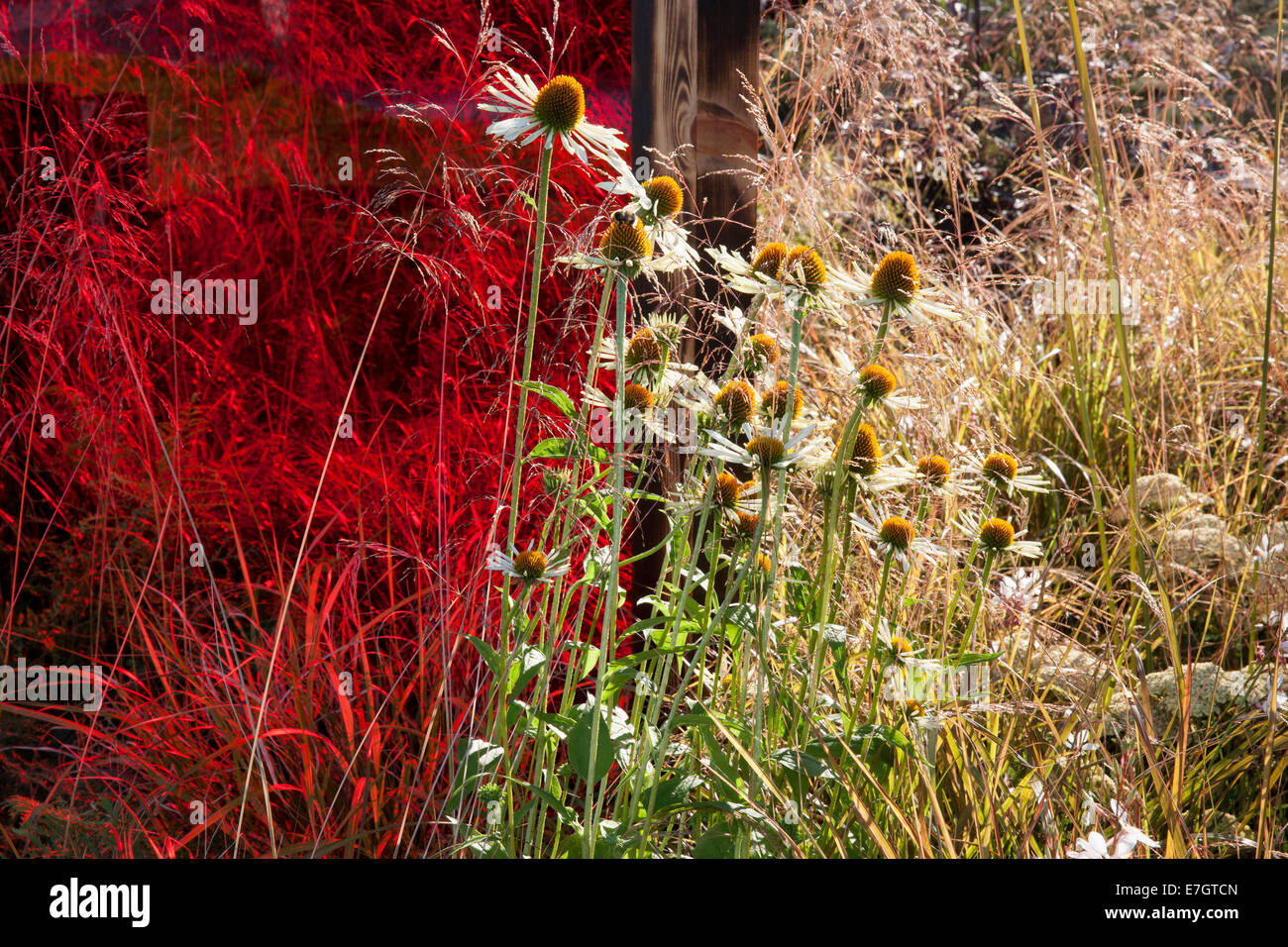 Small gardens garden border with a red perspex screen planting of Echinacea purpurea White Swan growing amongst ornamental grass grasses summer UK Stock Photo
