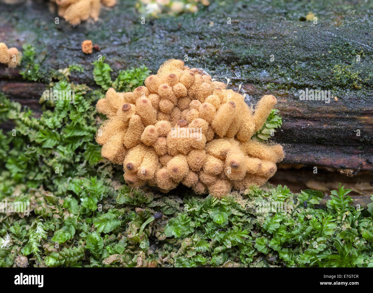 Arcyria obvelata slime mold Stock Photo