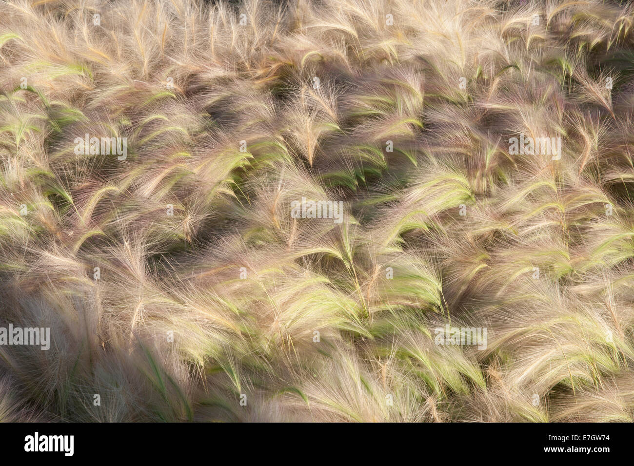 Garden - See the Wind - ornamental grass grasses border borders planting of Hordeum Jubatum ornamental barley grass - Designers - UK Stock Photo