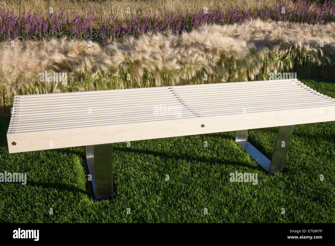 Garden - See the Wind - wooden garden bench planting of Hordeum Jubatum ornamental barley grass Salvia nemorosa Stock Photo
