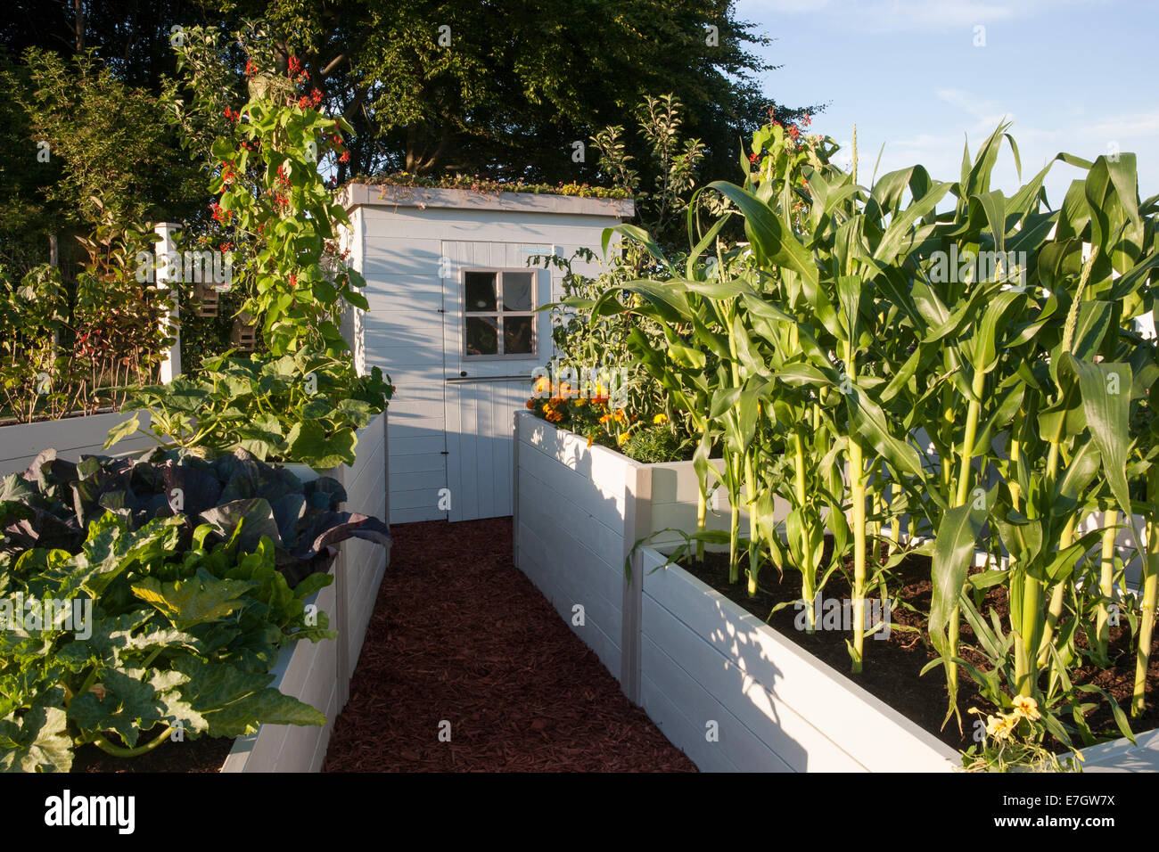 small organic vegetable kitchen garden with raised beds bed growing sweetcorn Saville and runner beans painted garden shed on allotment UK England Stock Photo