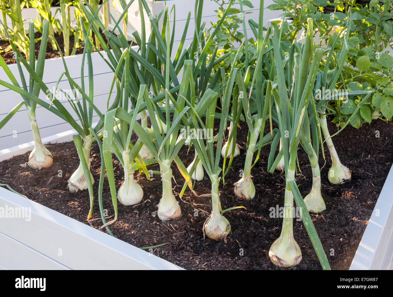 small organic vegetable garden crop with a raised bed beds growing vegetables onion onions mammoth - UK Stock Photo
