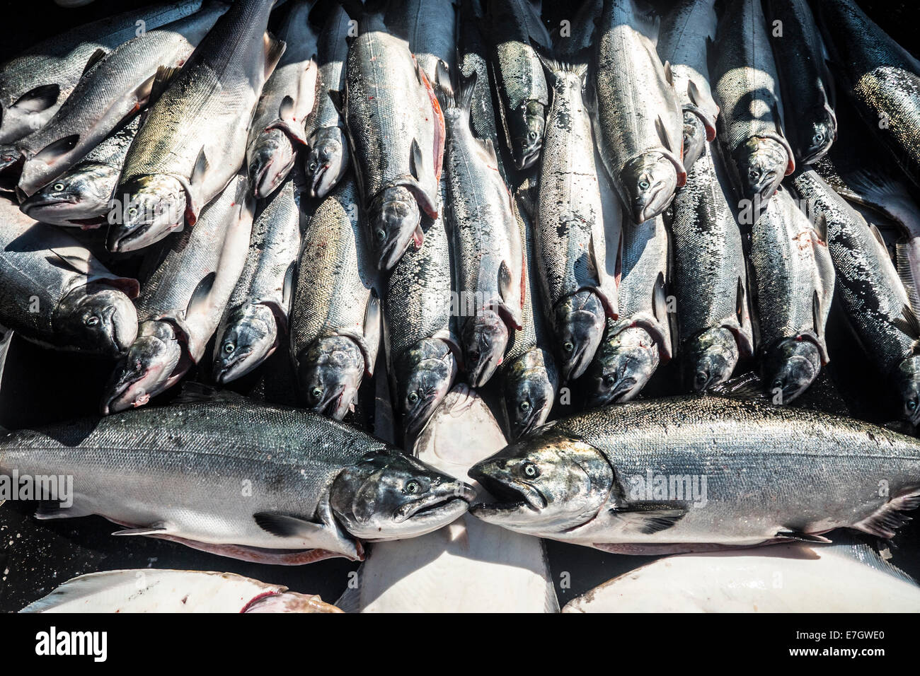 Silver and KIng Salmon, Talon Lodge, Sitka, Alaska Stock Photo