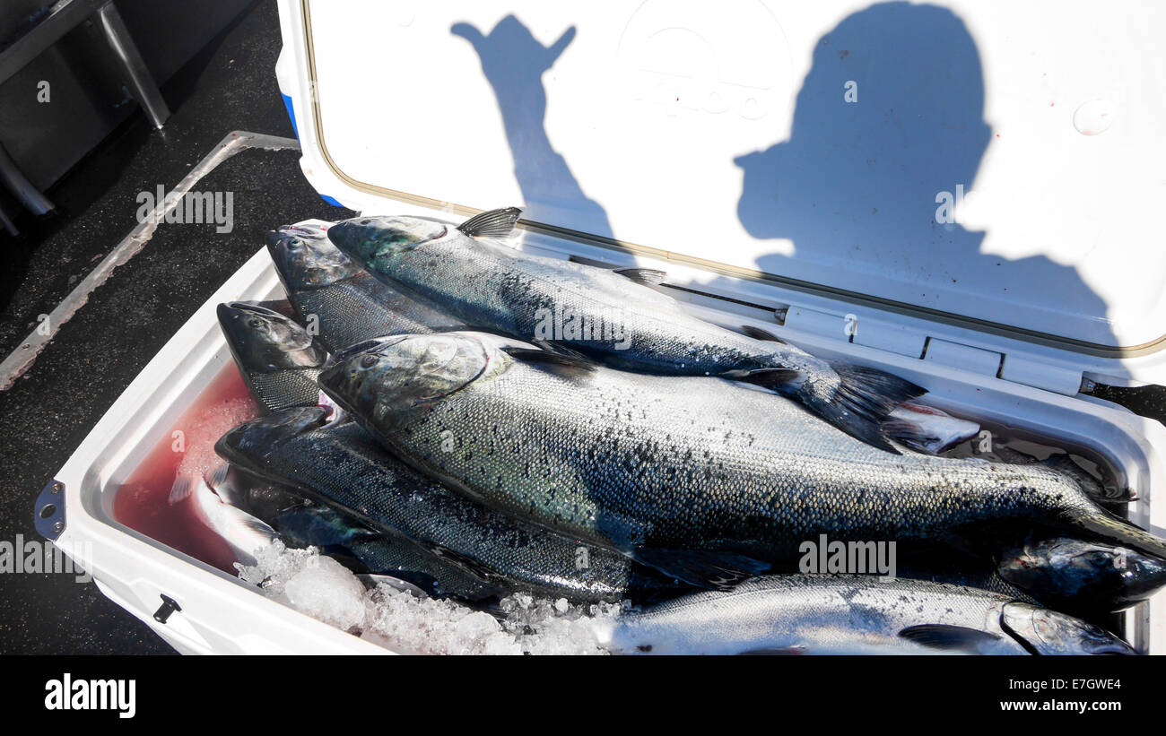 Silver and KIng Salmon, Talon Lodge, Sitka, Alaska Stock Photo