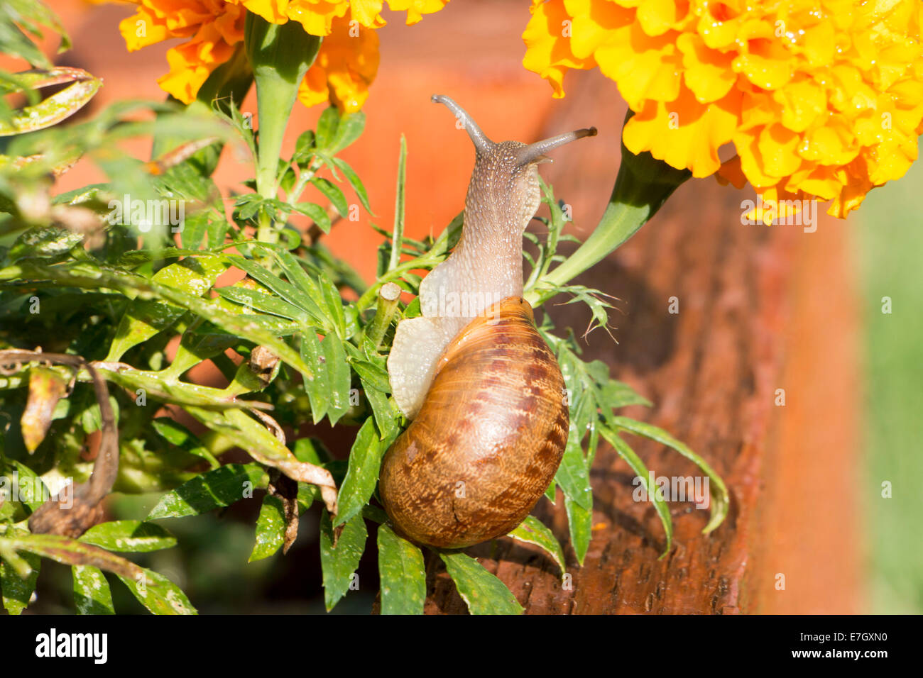 Snails Eating Marigolds at Jerry Acosta blog