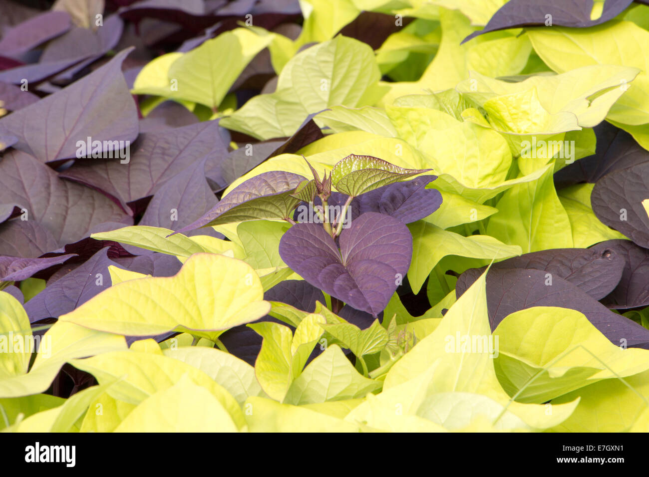 Sweet potato vine Stock Photo Alamy