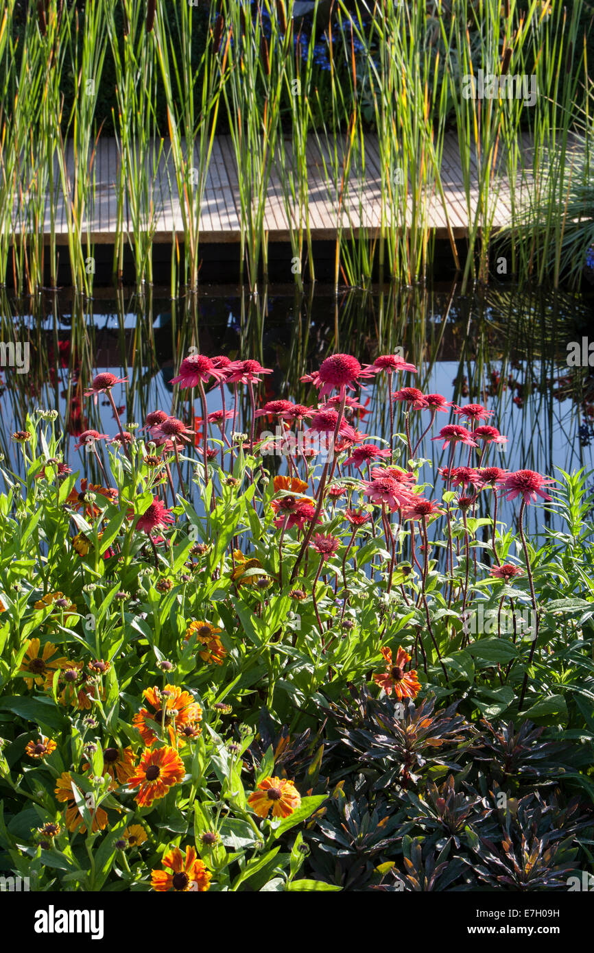 Garden - The Narrows - Echinacea 'Secret Passion' Helenium 'Waltraut' next to garden pond with bullrushes  - De Stock Photo