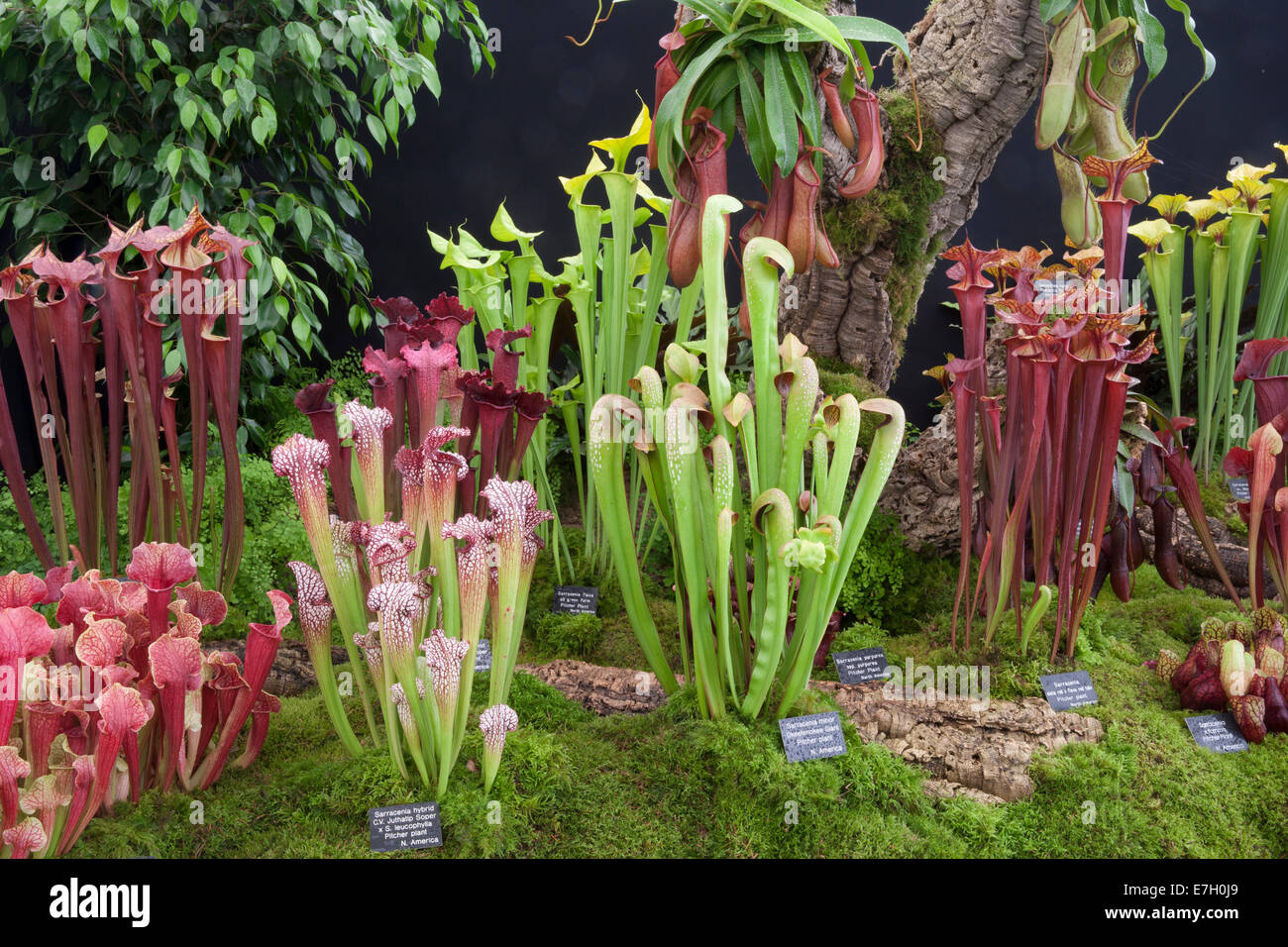 Tatton Park 2014 Cheshire RHS flower show display of carniverous plants on the gold medal winning stand by Hampshire Carniverous Stock Photo