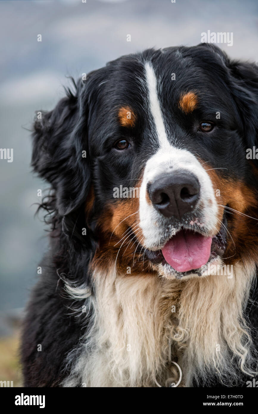 Portrait of a male Bernese Mountain Dog, Muottas Muragl, Switzerland Stock Photo