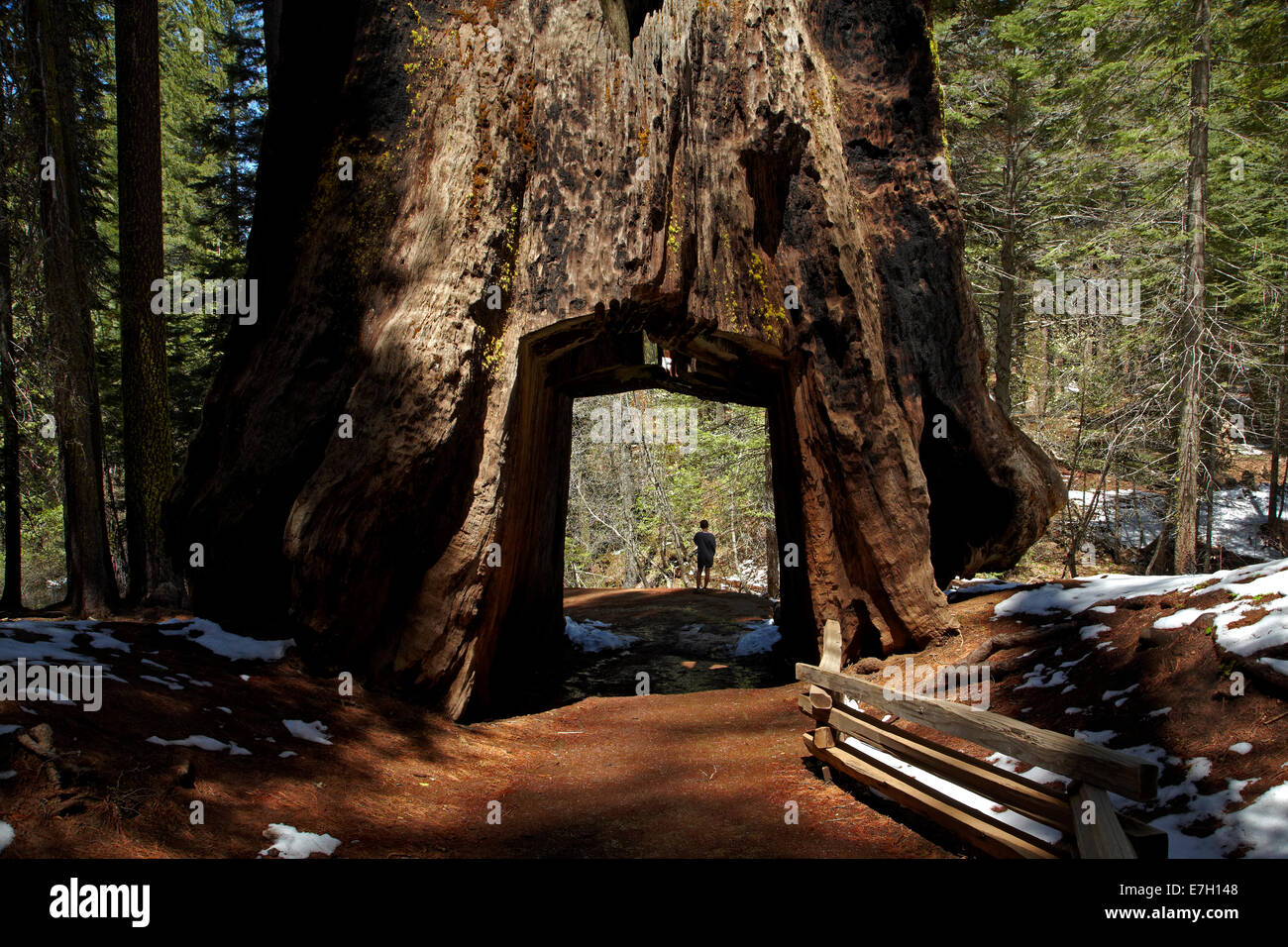 Tourist in Dead Giant Tunnel Tree, Tuolumne Grove, near Crane Flat, Yosemite National Park, California, USA Stock Photo