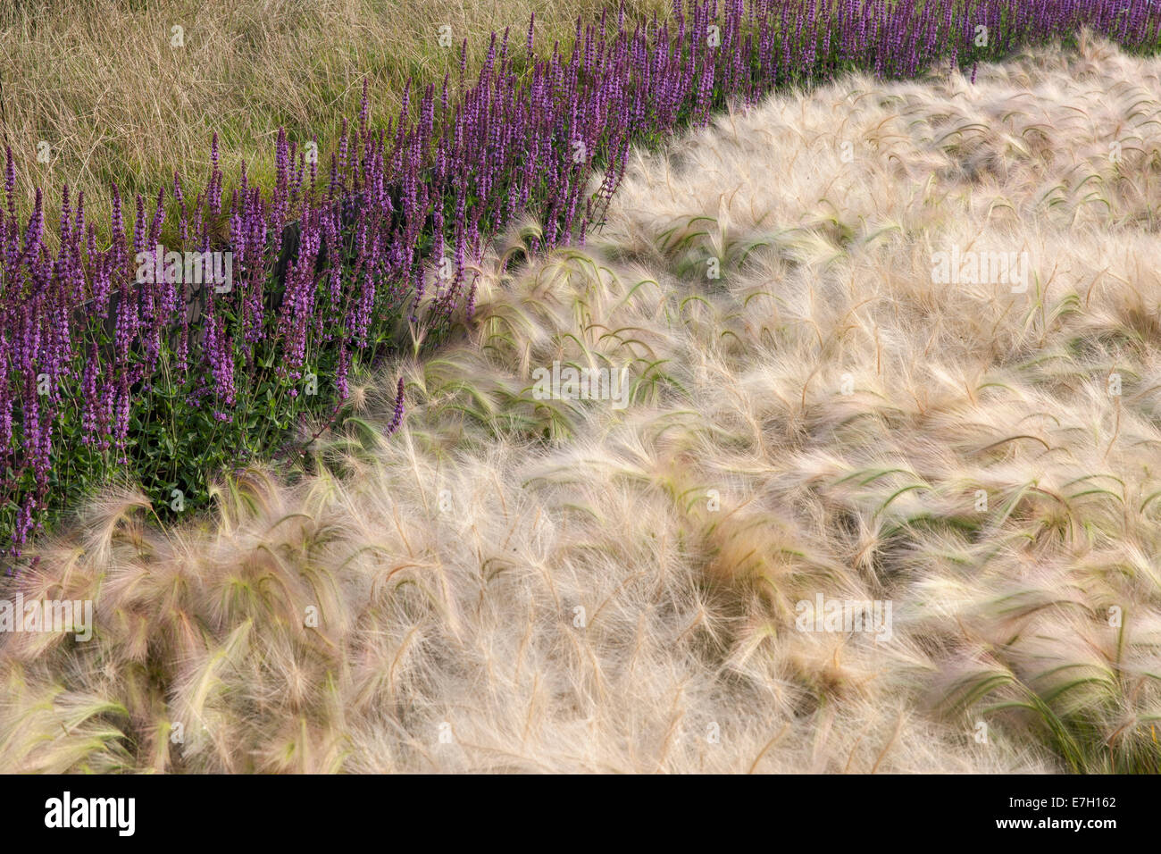 Garden - See the Wind - planting of Hordeum Jubatum ornamental barley grass Salvia nemorosa 'Amethyst' - Descha Stock Photo