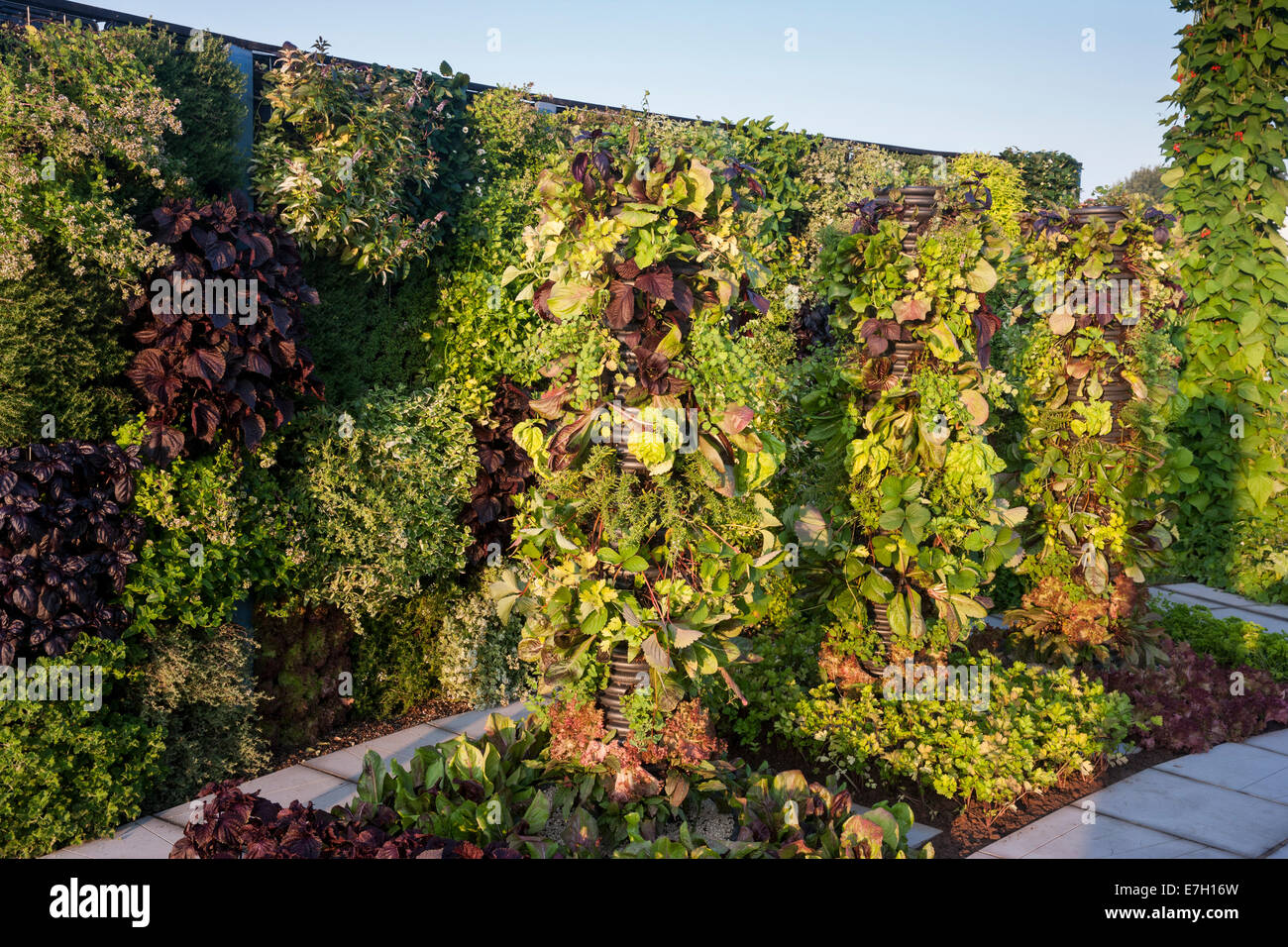 Garden - A Taste of Wythenshawe - living wall and towers of salad crops herbs and fruit - Designer - Reaseheath Stock Photo
