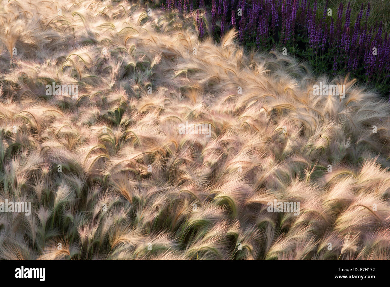 Garden - See the Wind - planting of Hordeum Jubatum ornamental barley grass Salvia nemorosa 'Amethyst' - Ornamental grass grasses border  UK Stock Photo