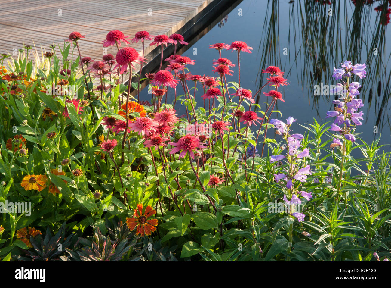 Garden - The Narrows - Echinacea 'Secret Passion' Helenium 'Waltraut' next to garden pond - Designer - Pip Probert Stock Photo