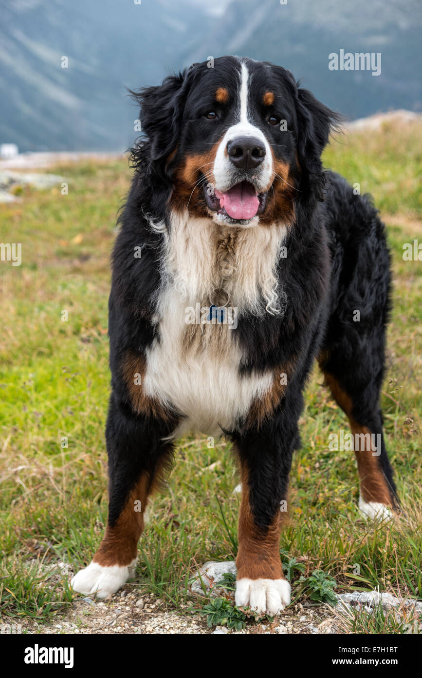 Portrait of a male Bernese Mountain Dog, Muottas Muragl, Switzerland Stock Photo