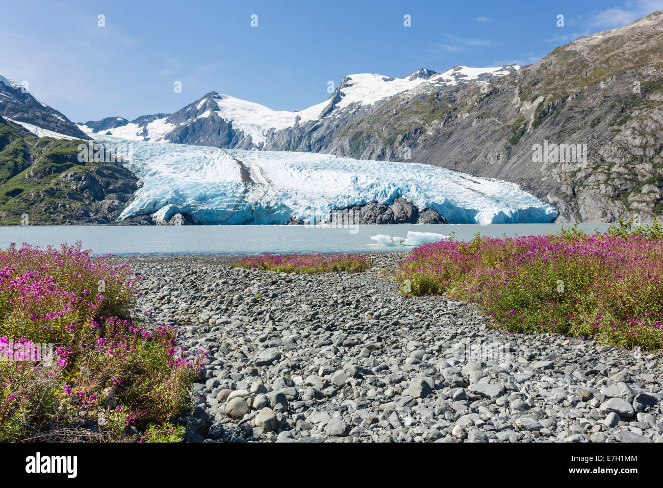 Dwarf Fireweed lines the shore of Portage Lake with Portage Glacier in the background in the Chugach National Forest in Alaska. Stock Photo