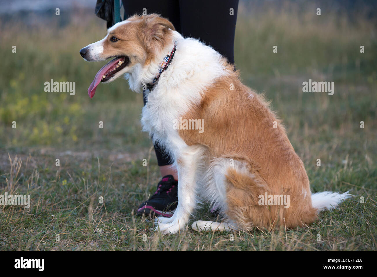 How Do You Teach A Border Collie To Heel