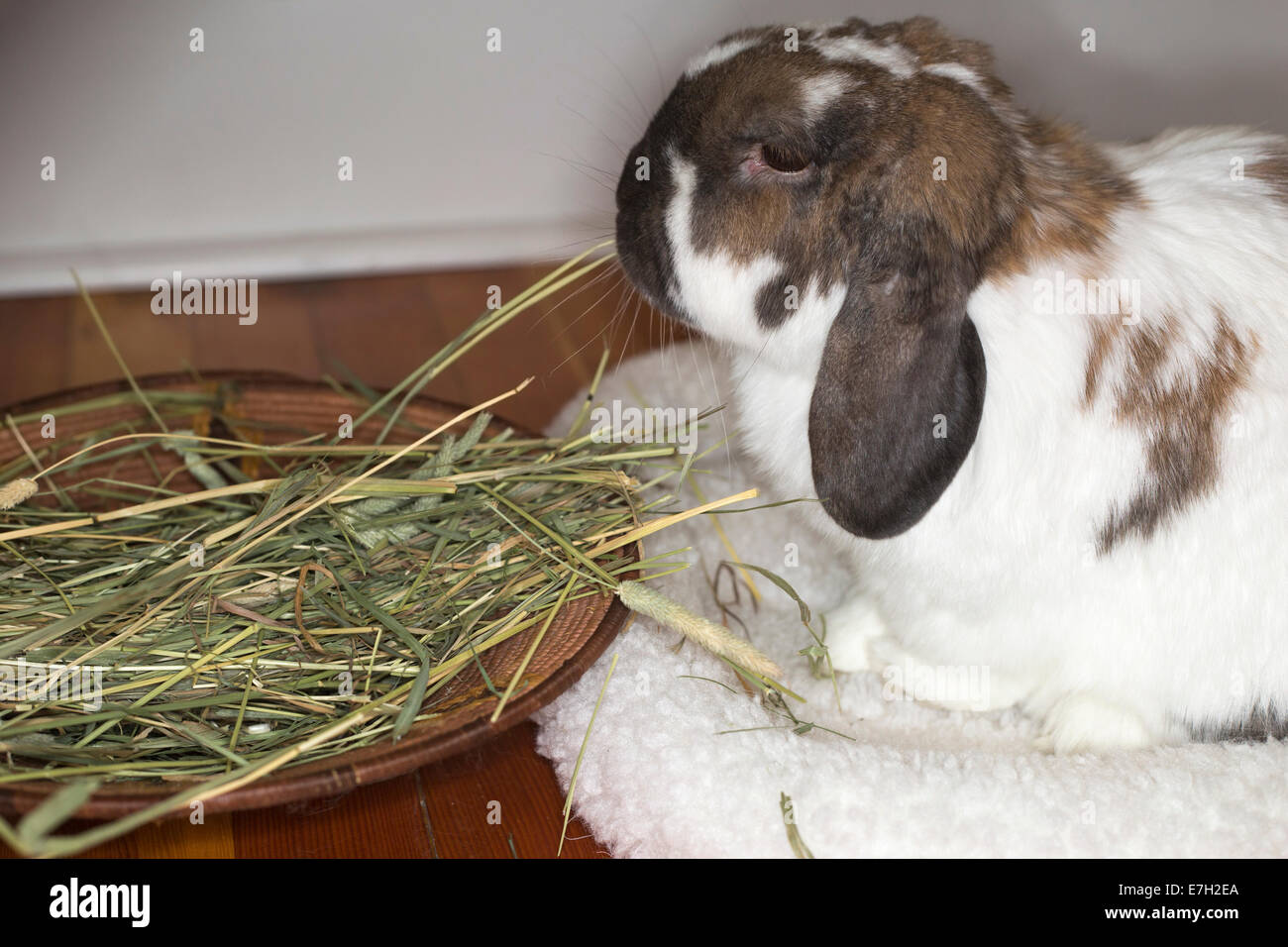 holland lop diet