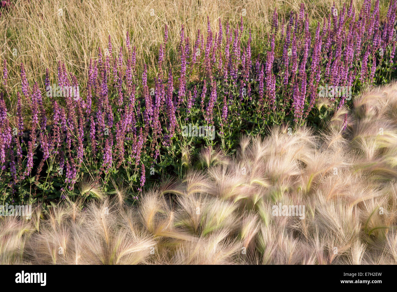 Garden - See the Wind - planting of Hordeum Jubatum ornamental barley grass border Salvia nemorosa 'Amethyst' - Stock Photo