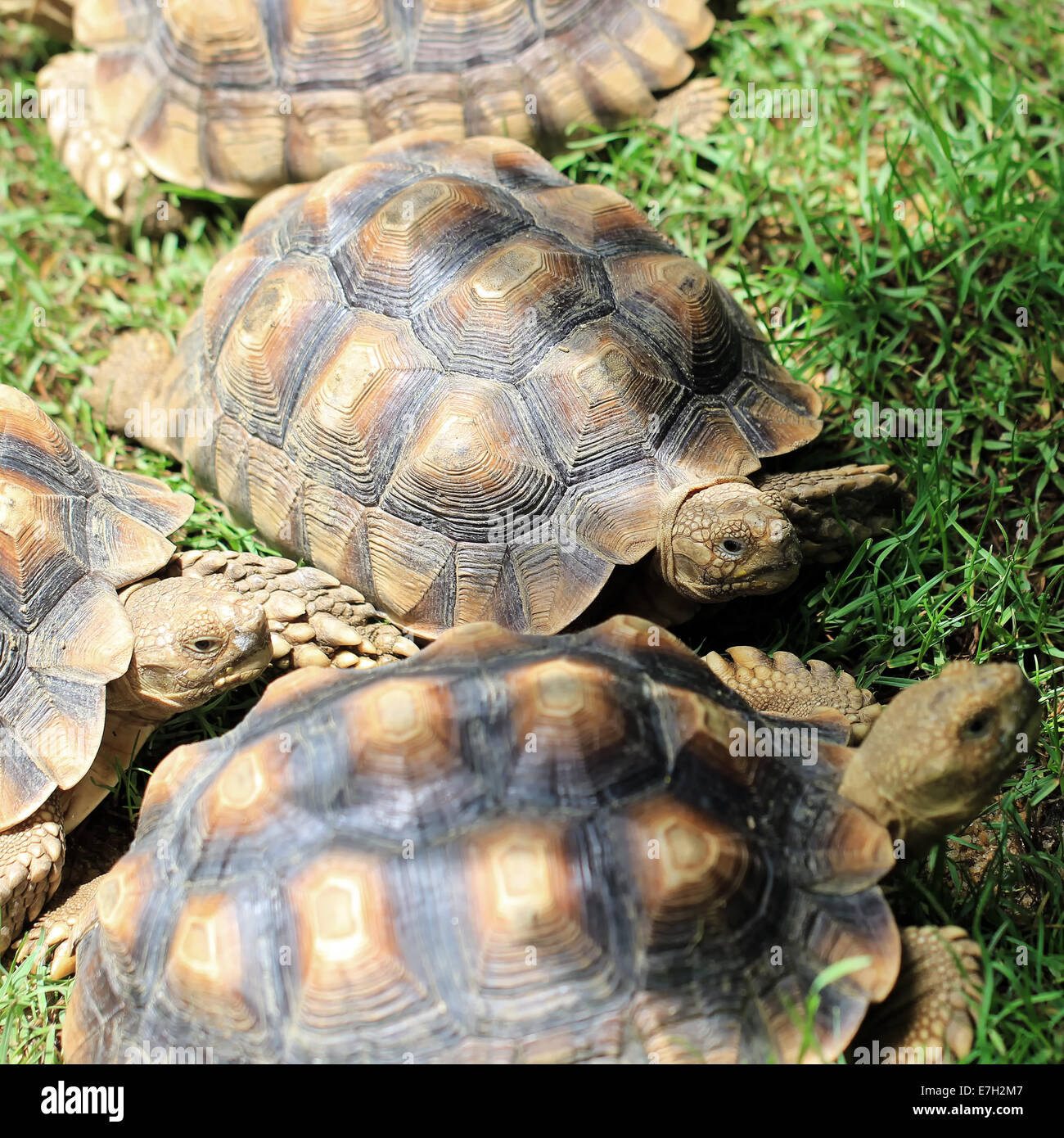 closeup of a turtle on the floor Stock Photo Alamy