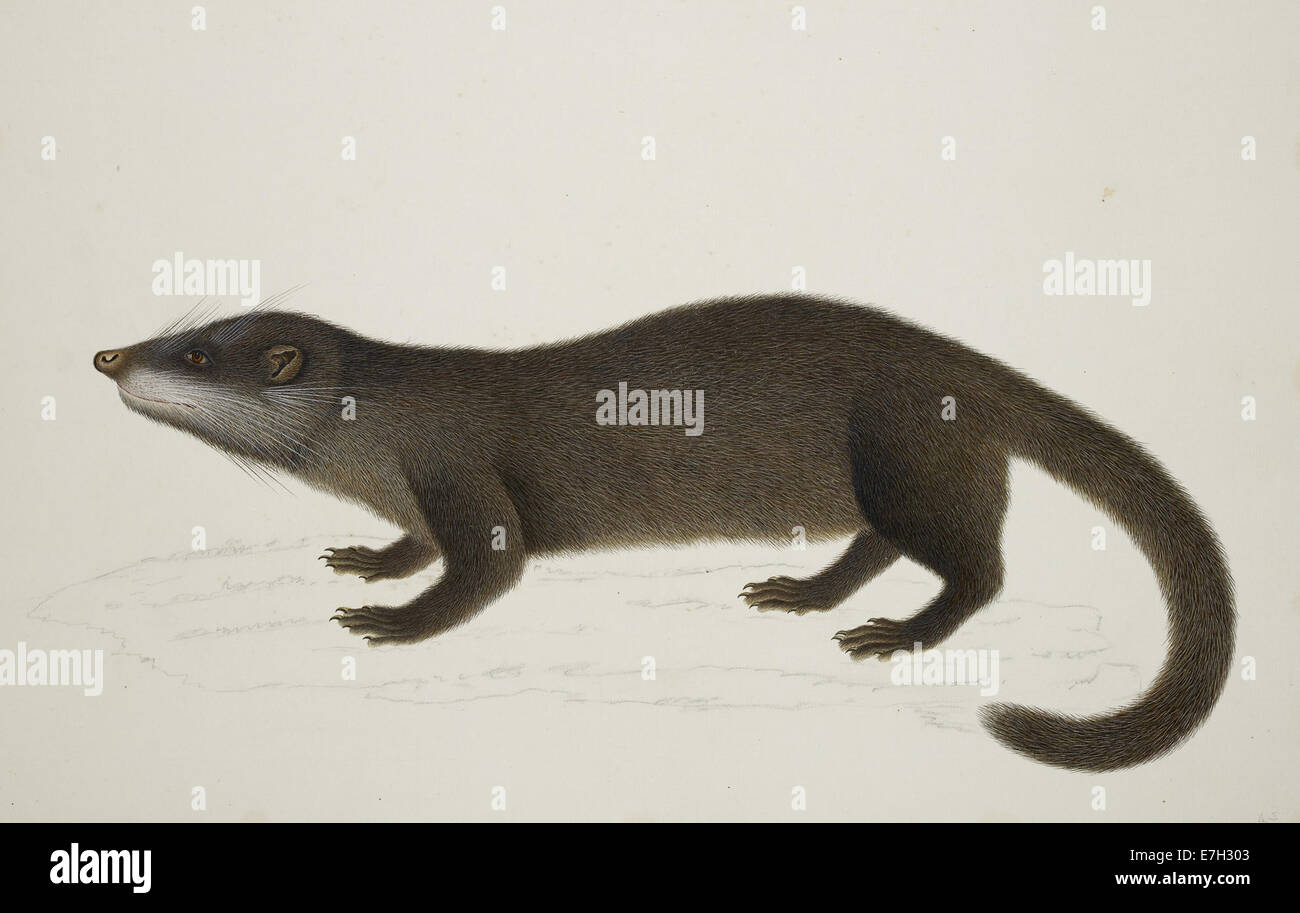 Drawing of an Otter Civet, part of a series from '51 Drawings of Birds and Mammals at Bencoolen', showcasing the wildlife of Sumatra in the early 19th century. Stock Photo
