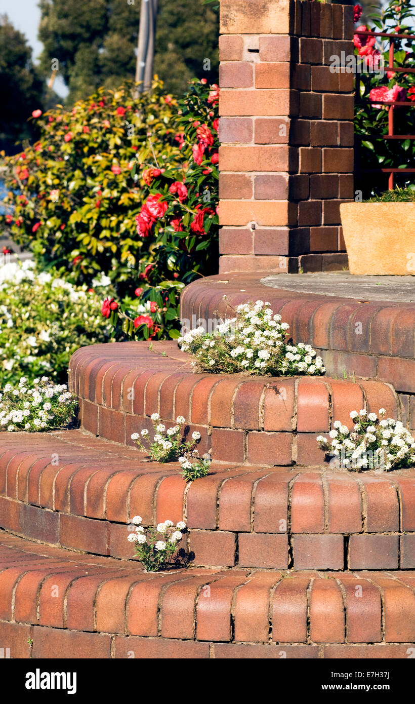 Portrait shot of Sweet Alyssum growing in red brick steps. Stock Photo
